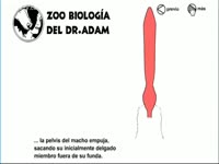 [ Pet Sex ] Biological during a canine penetration with a woman
